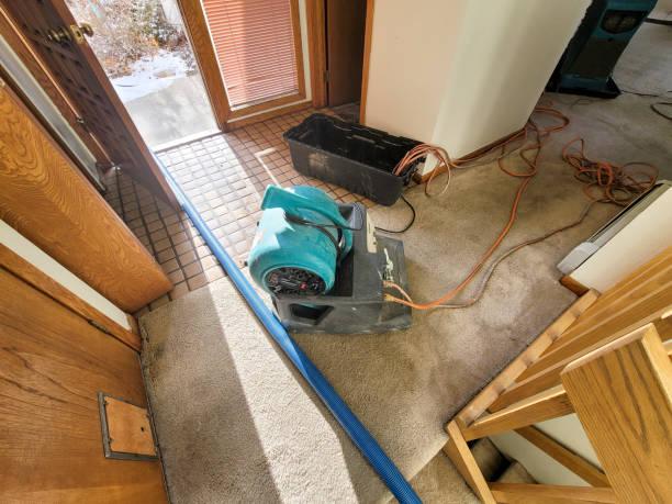 Best Mold removal after water damage  in Franklin Grove, IL